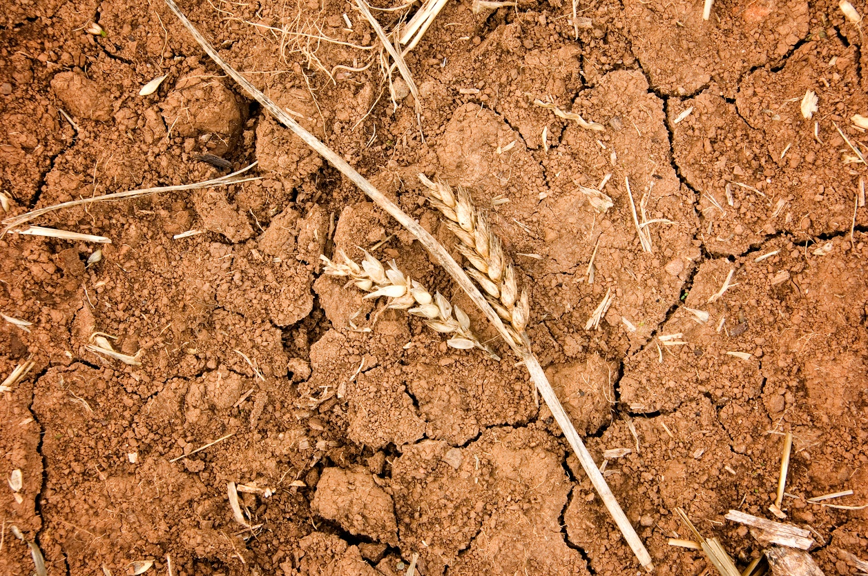 impact of drought